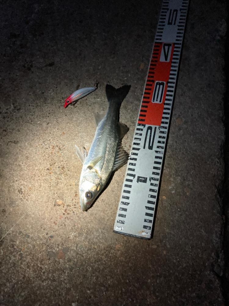 どうした！サイズが上がらない