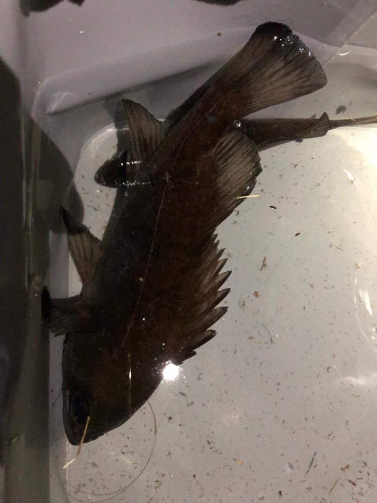 5バイトの激渋メバリング