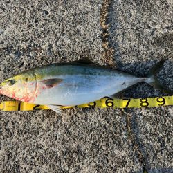 激太りの鰤が釣れました。