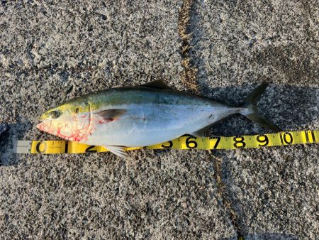 激太りの鰤が釣れました。