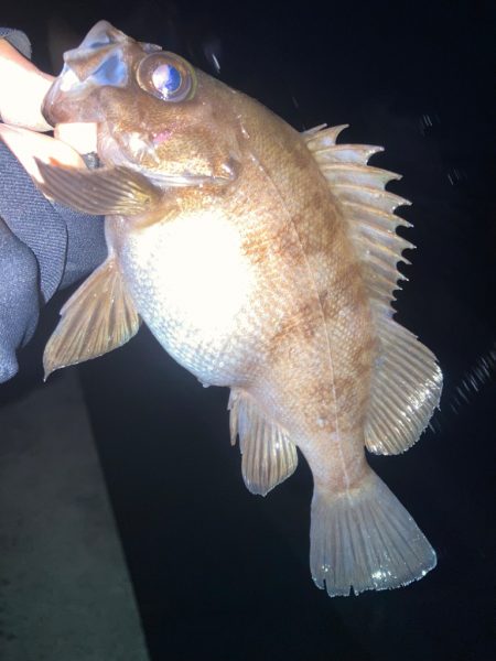 2023ライトゲーム初戦