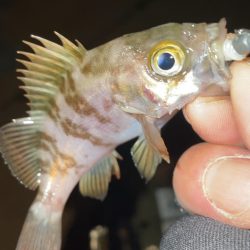 激渋メバリング