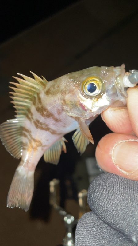 激渋メバリング