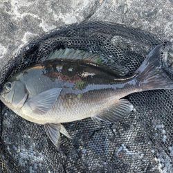 ファミリーフィッシング@千倉港