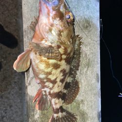 初釣り短時間釣行