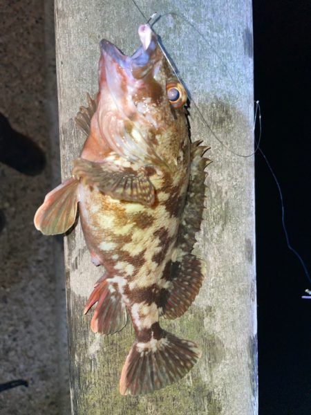 初釣り短時間釣行