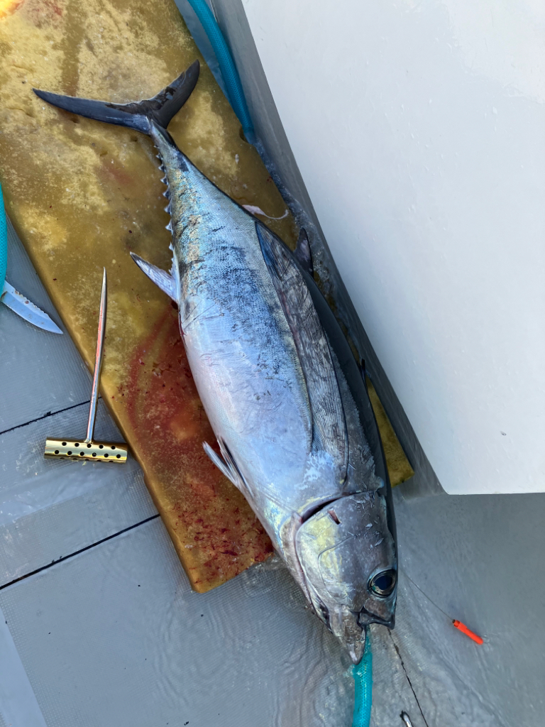 トンジギ釣り始め