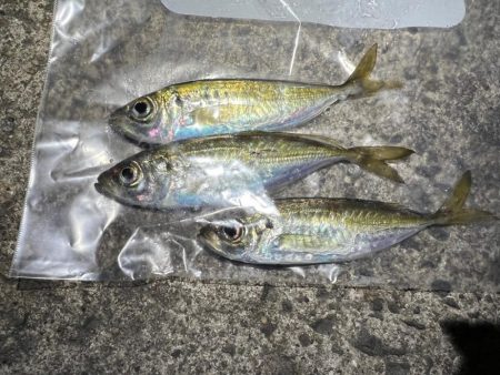 鯵を探して三千里Vel.24