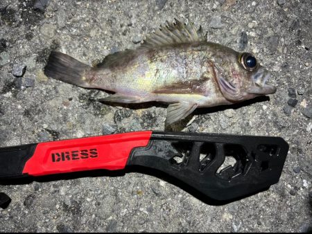 メバルを探して三千里Vel.2