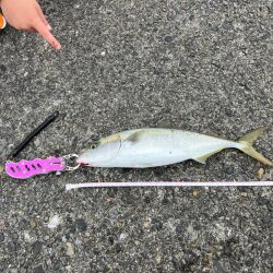 強風の中バレットブル!