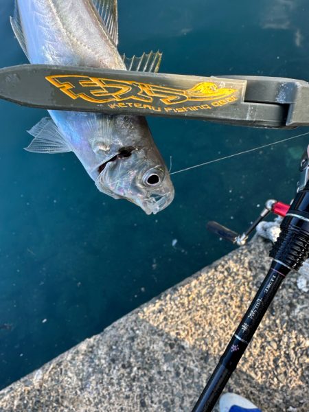 久々のスプリットリグ