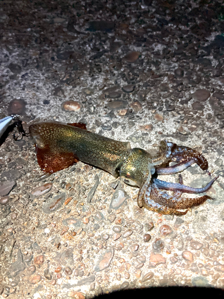 猫に喰われたイカ