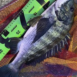 ヘチってきました