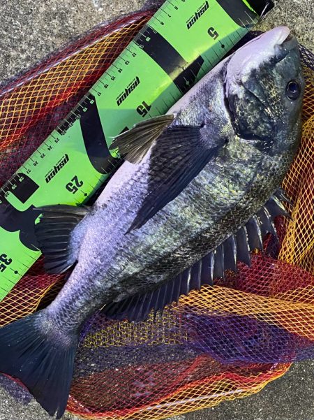 ヘチってきました