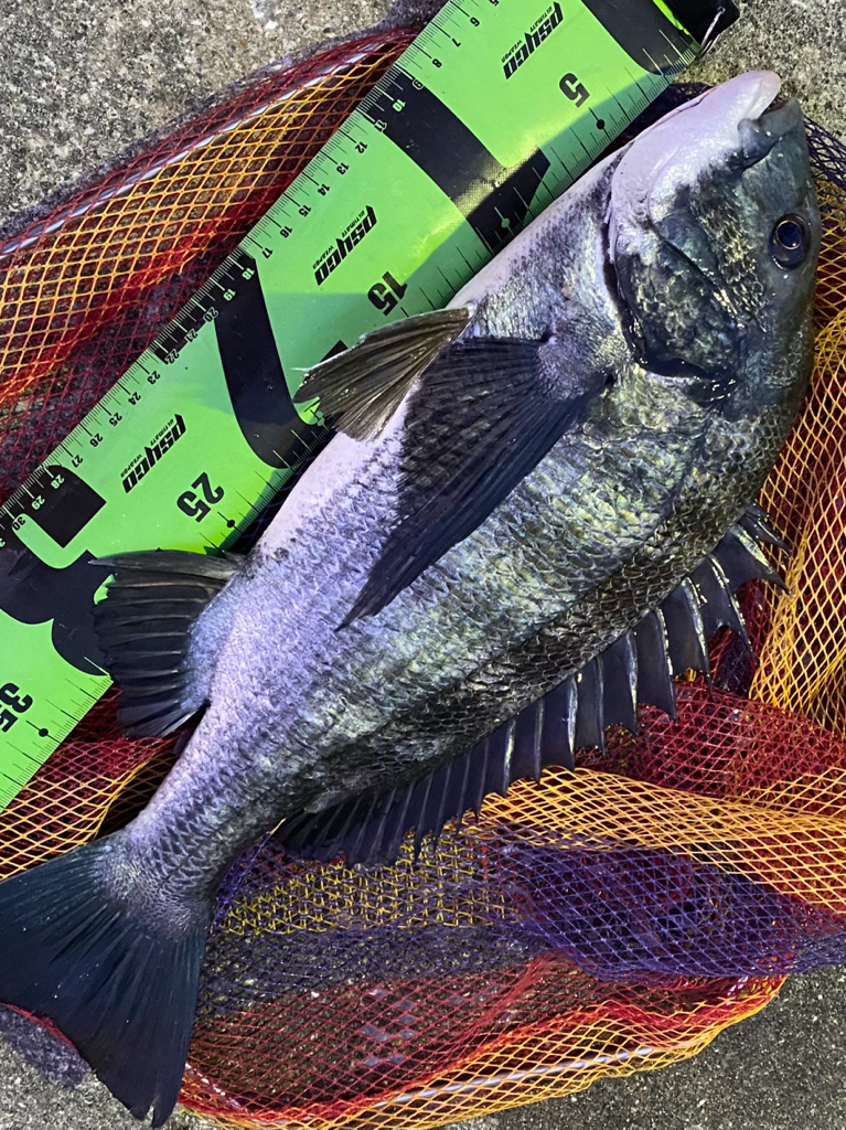 ヘチってきました