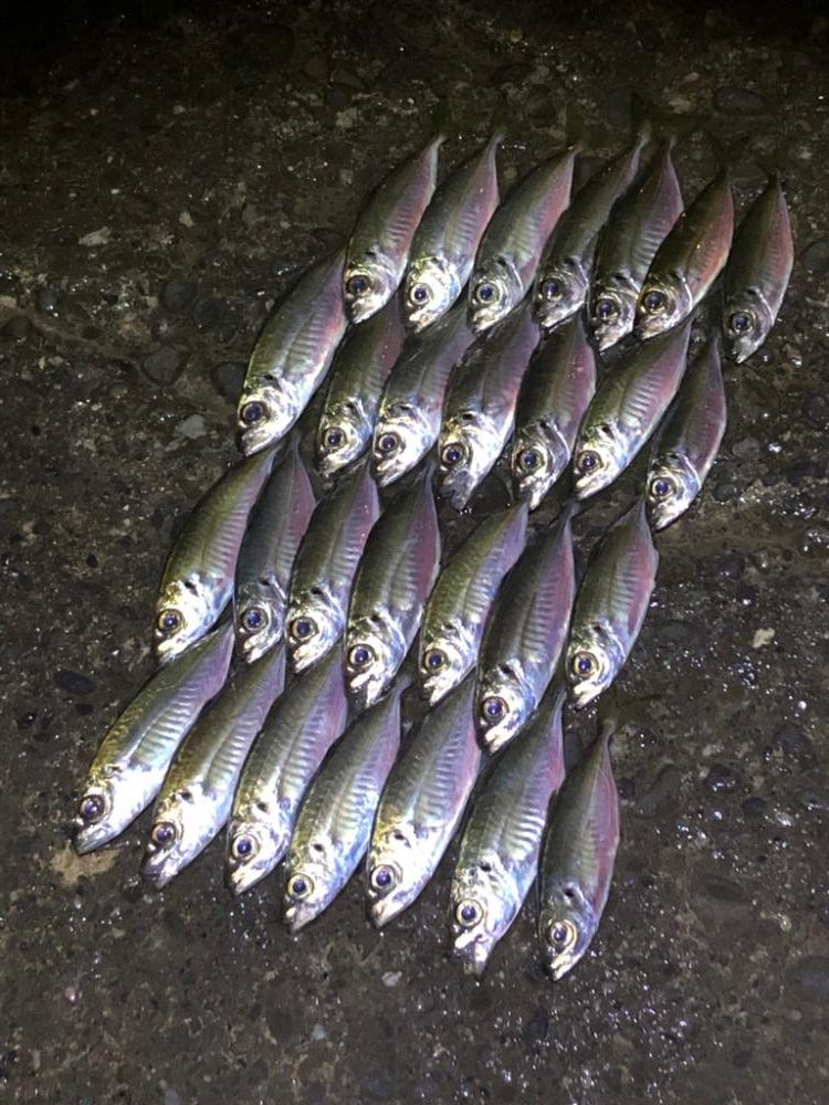 2023年 釣り初め❗️