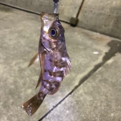 冬はガッシーと遊ぶ。