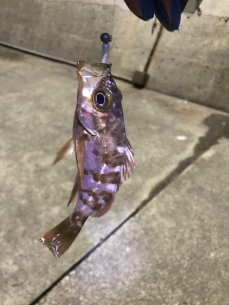 冬はガッシーと遊ぶ。