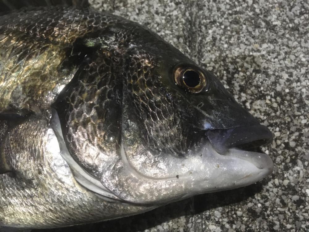 ヘチ釣りのちルアー