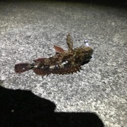 冬はガッシーと遊ぼう！