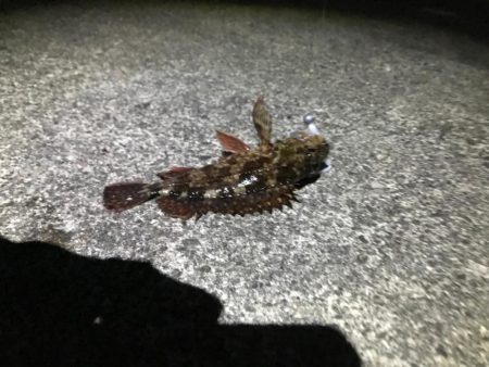 冬はガッシーと遊ぼう！