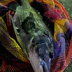 ヘチってきました