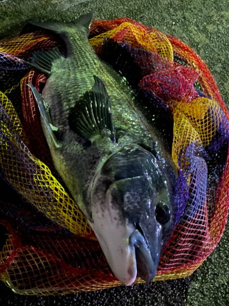 ヘチってきました