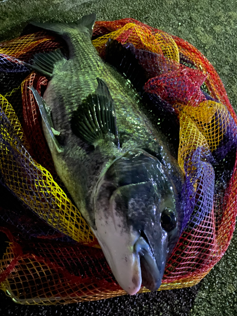 ヘチってきました