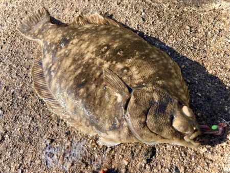 カレイはポロリに御用心にゃ！