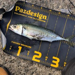 武庫川一文字で大サバを釣りたい