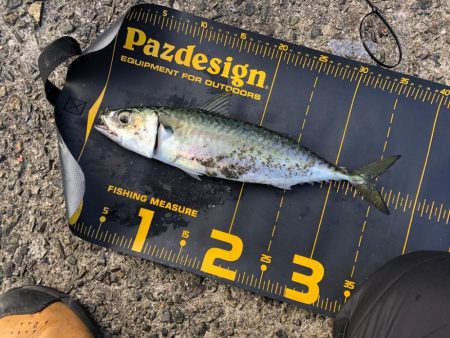 武庫川一文字で大サバを釣りたい