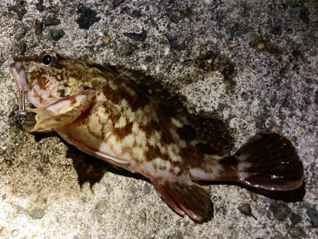 メバル見つからんかったにゃ…