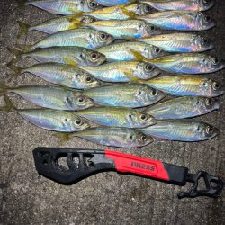 鯵を探して三千里Vel.27