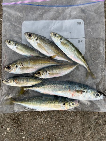 鯵を探して三千里Vel.21