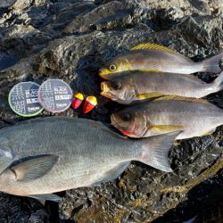 2023年釣り始め釣行