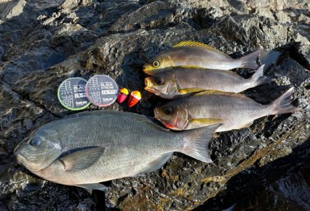 2023年釣り始め釣行