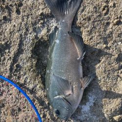 ふかせ事始めはグレ良型でスタート