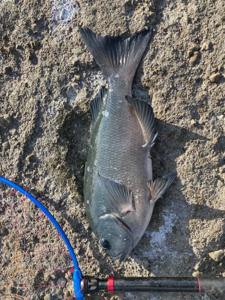 ふかせ事始めはグレ良型でスタート