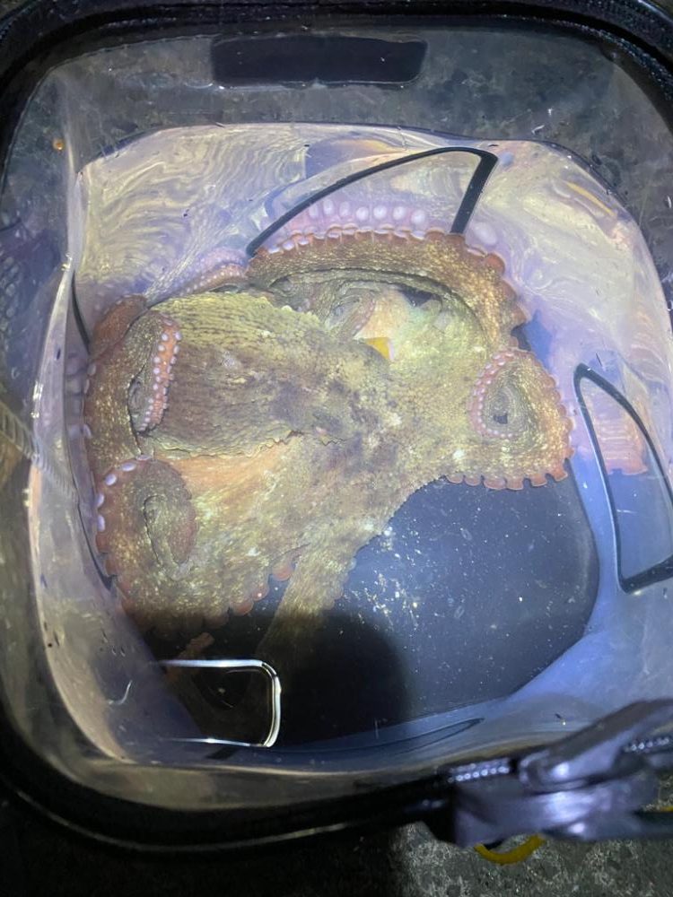 厳しい真冬のマダコ釣り