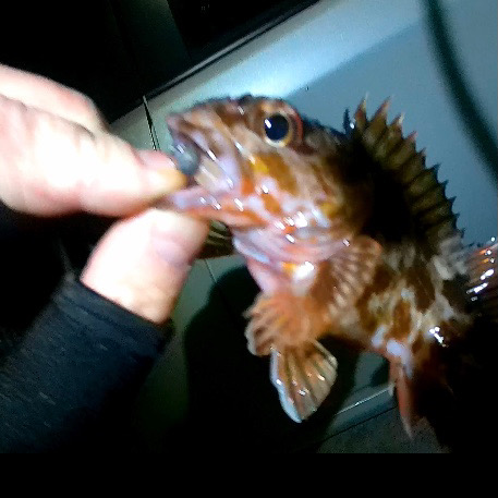 極寒ライトゲーム敗退