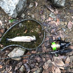 マス、アマゴ元気です！