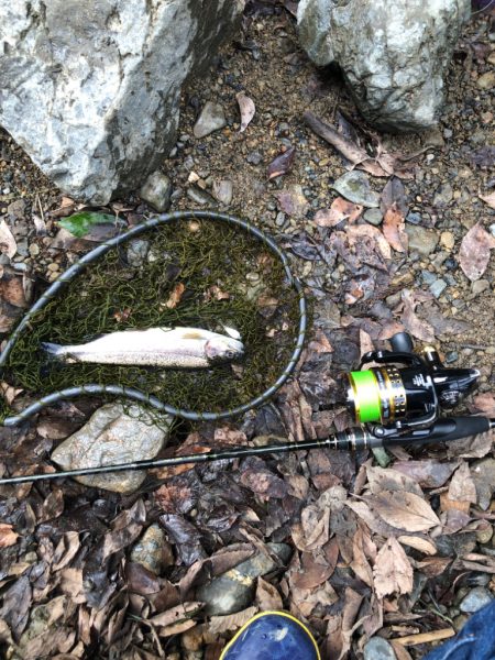 マス、アマゴ元気です！