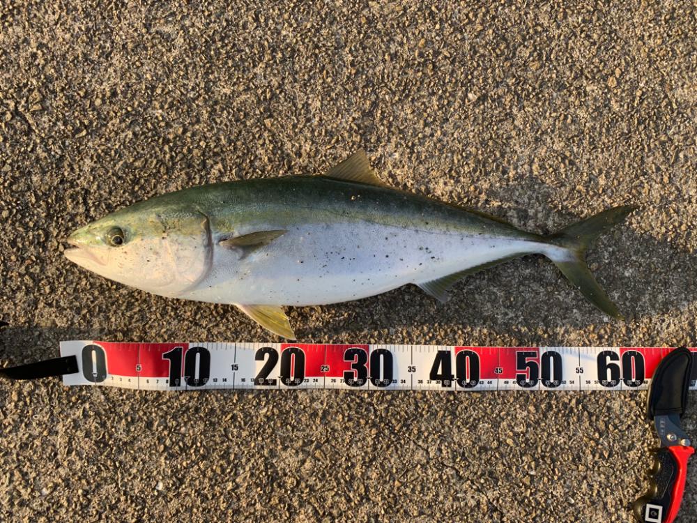 新年初フィッシュ‼︎