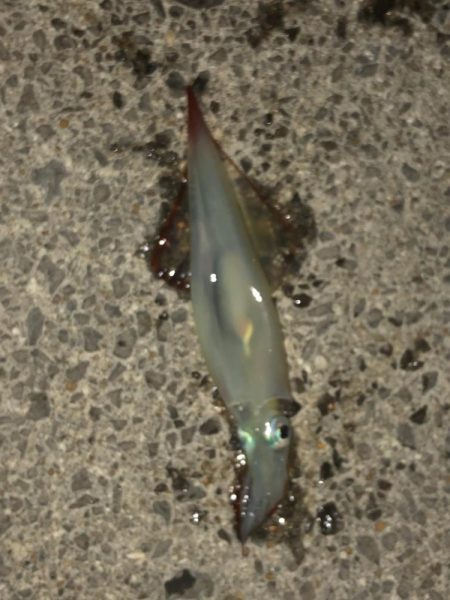 爆風ヤリイカチャレンジ( •̀ •́ )…