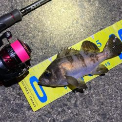 初釣りメバリング