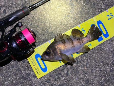 初釣りメバリング