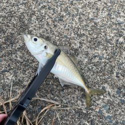 短時間アジング