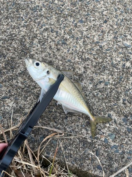 短時間アジング