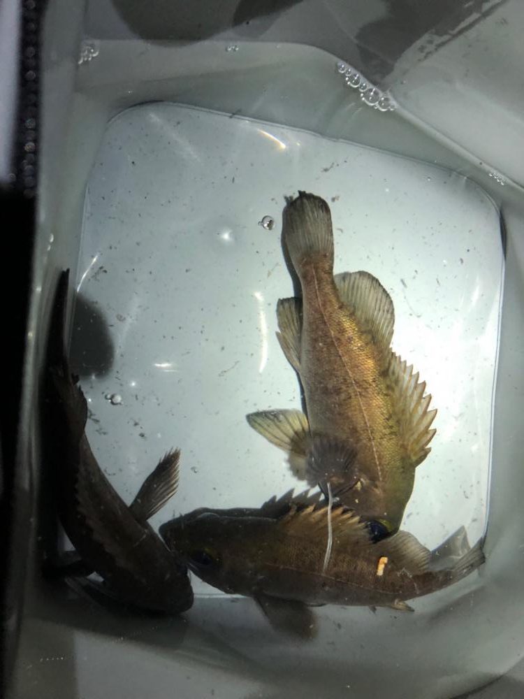 メバルプラッキング