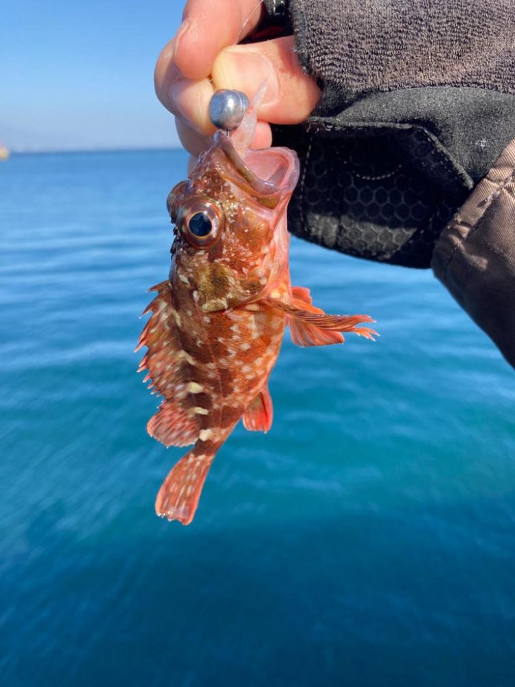 セイゴを求めて